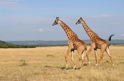 The giraffe has the strongest heart in the animal kingdom.