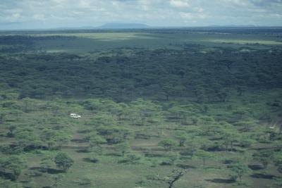 The Serengeti is an example of a savanna. The Serengeti is an example of a savanna.