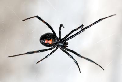 Black Widow.