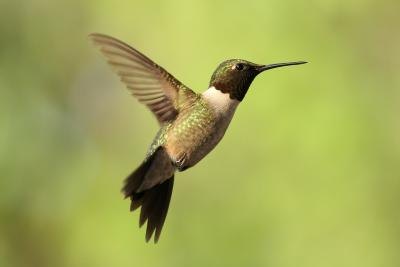 Hummingbirds will migrate south during the winter.