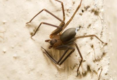 The brown recluse is smaller than the black widow.