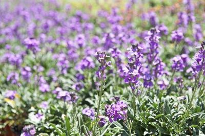 catmint flowers