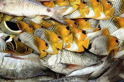 Fish market Fish market