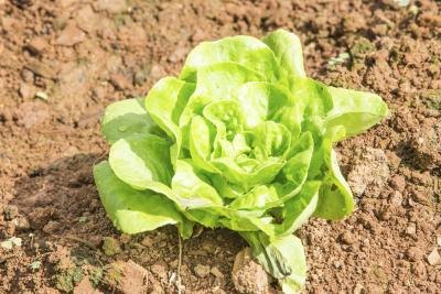 cabbage plant