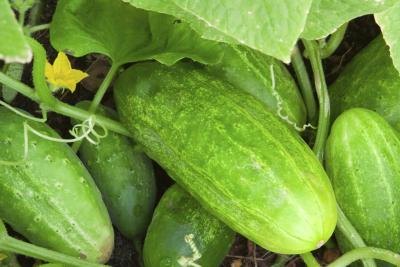Green cucumbers in a garden