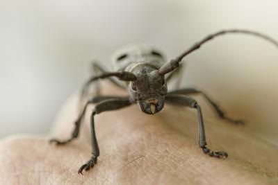 A close-up of a Capricorn beetle on the back of a hand. A close-up of a Capricorn beetle on the back of a hand.
