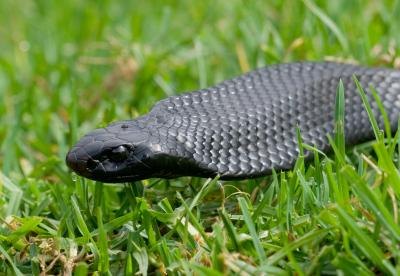 cottonmouth snake