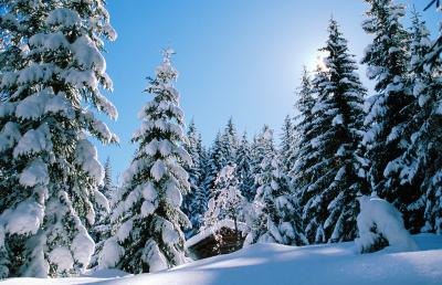 Evergreen trees with snow