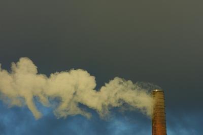 Pollution Effects on Birds Pollution Effects on Birds