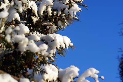 Excessive cold will also turn branches brown.