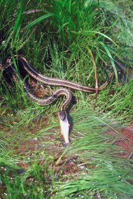 Garter snakes often eat fish.