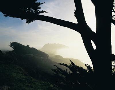 Silhouette of cedar tree