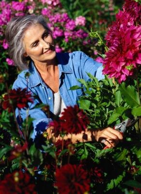Woman cutting Chrysanthemums