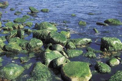 The nutrients in water help maintain the balance within the ecosystem.