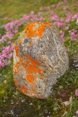 Rock with lichen