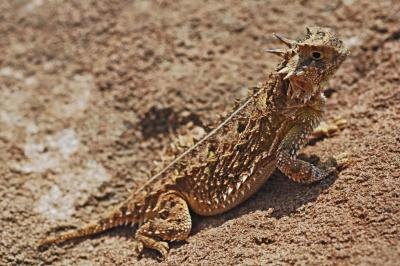 the Texas horned lizard can be found in Oklahoma