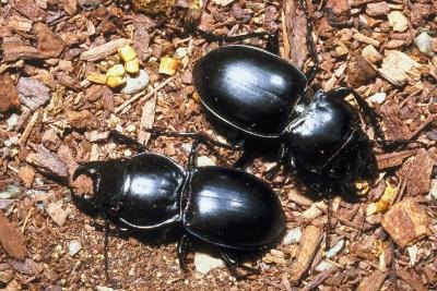 Beetles break down dead wood.