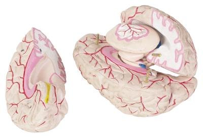 Model of the human brain, nerves highlighted in red. Model of the human brain, nerves highlighted in red.