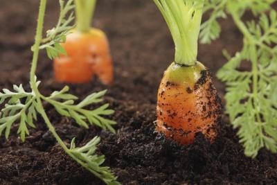 planted carrots