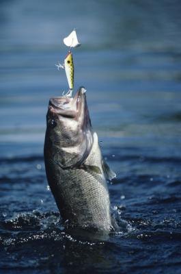 With these techniques, you will be telling fish tales, and have the proof to back them up.SP With these techniques, you will be telling fish tales, and have the proof to back them up.SP
