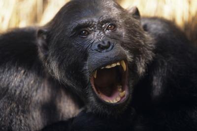 humans and chimpanzee teeth canine comparison
