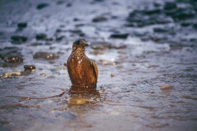 Birds that are considered "water birds" are greatly affected by what is known as oil pollution.