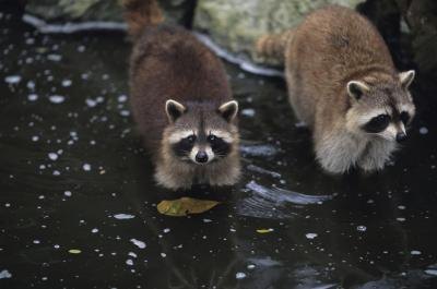 Raccoons in stream