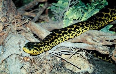 Anacondas use camouflage to deceive prey.