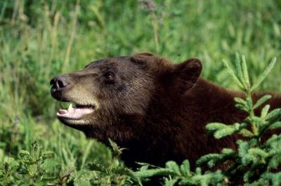 black bear in grass
