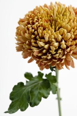 Chrysanthemum