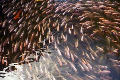 Freshwater fish. Freshwater fish.