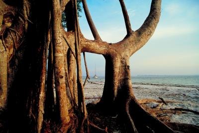 Mangrove tree on beach