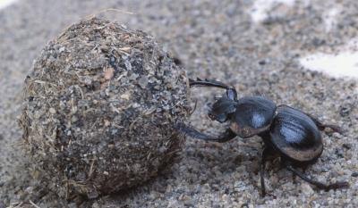 India has a high population of Dermestes beetles.