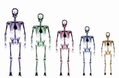 Human Bone Growth