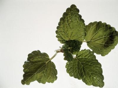 Lemon balm attracts butterflies and bees to the garden.
