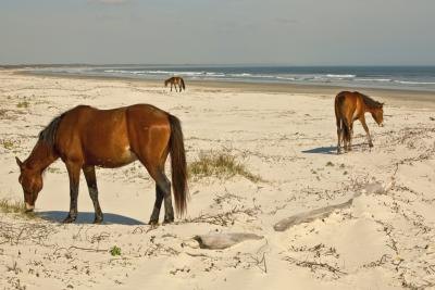 horses on Cumberland Island, Georgia