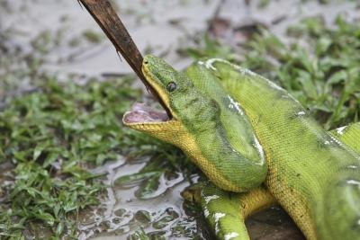 Emerald Tree Boas are bright green.