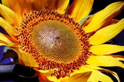 Sunflower closeup