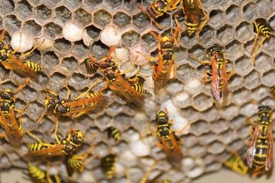 yellow jackets on nest yellow jackets on nest
