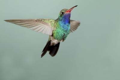 Hummingbirds beat their wings very fast.