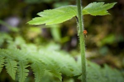 Small Bracken Bat Cave Meshweaver spider on plant