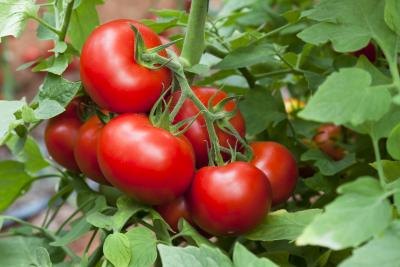 tomato plants