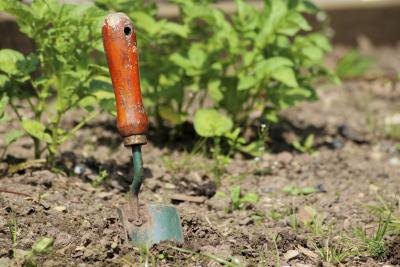 A close-up of a garden spade in the soil.