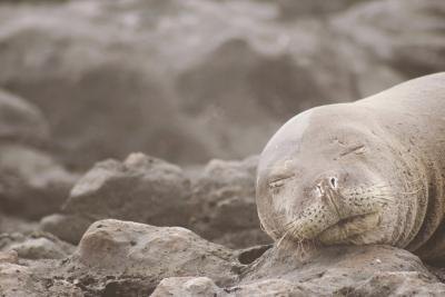 monk seal asleep on rocks monk seal asleep on rocks