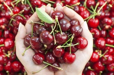 The Carmine Jewel cherry tree produces edible fruit.