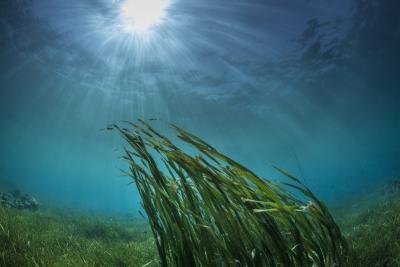 There are three varieties of seaweed.