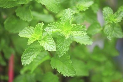 mint leaves