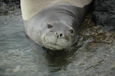 monk seal in water
