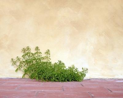 Goosegrass growing through a crack between a brick patio and a stucco wall.
