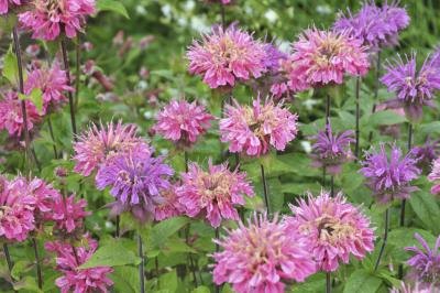 pink and purple bergamot flowers